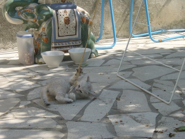 Emu plays with a mouse tied to a rope