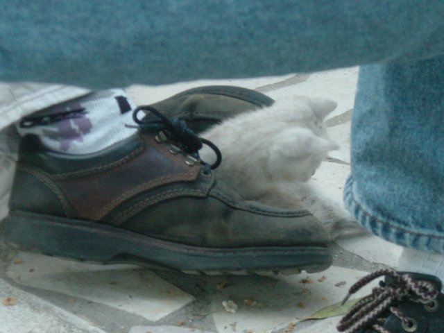 Emu attacking Nico's shoe