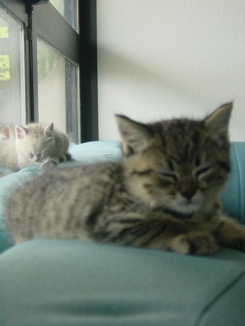 Pichu and Emu sleeping on the sofas