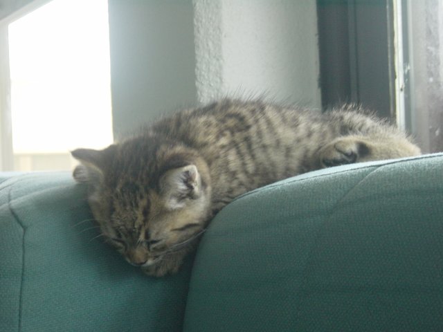 Pichu sleeping on the sofa, his head falling