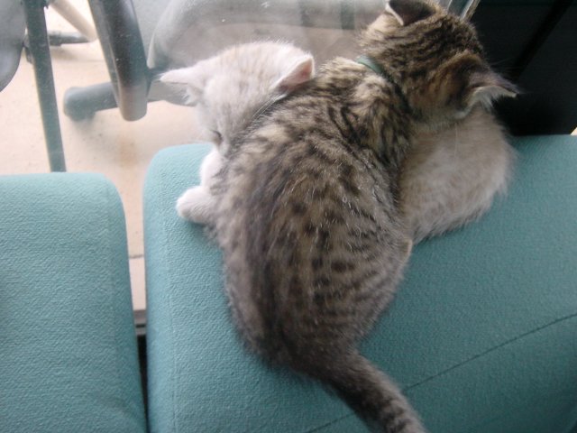 Pichu sleeping on Emu