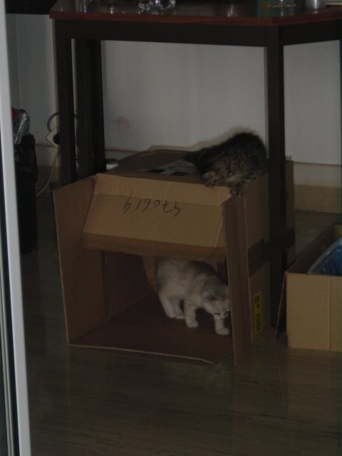 Emu in and Pichu on a cardboard box