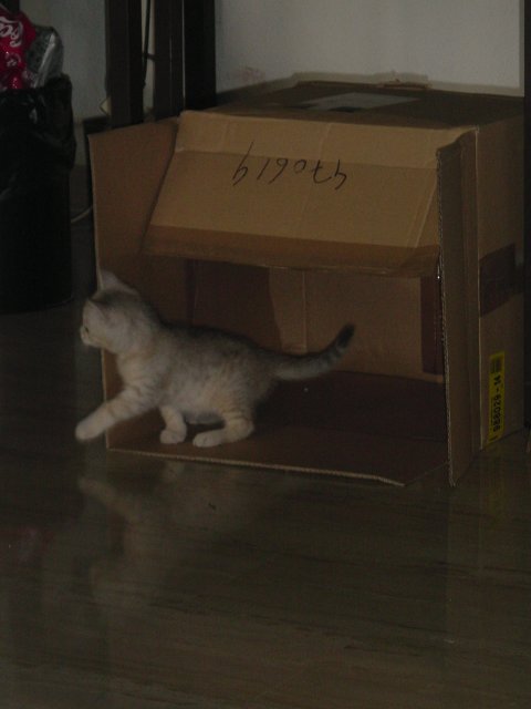 Emu getting out of the cardboard box
