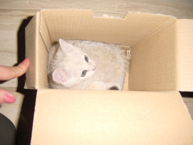 Emu playing in and with a cardboard box