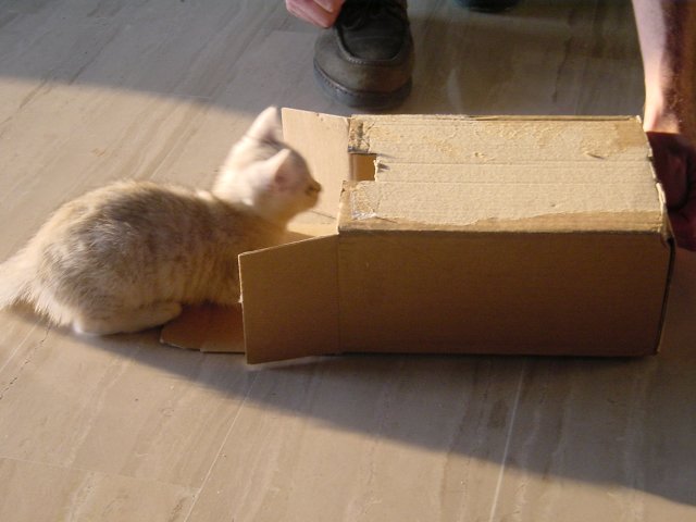 Emu playing in and with a cardboard box