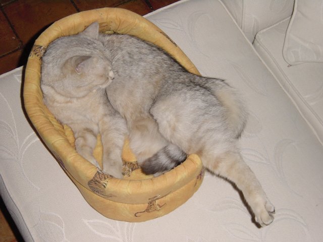 Emu in her basket