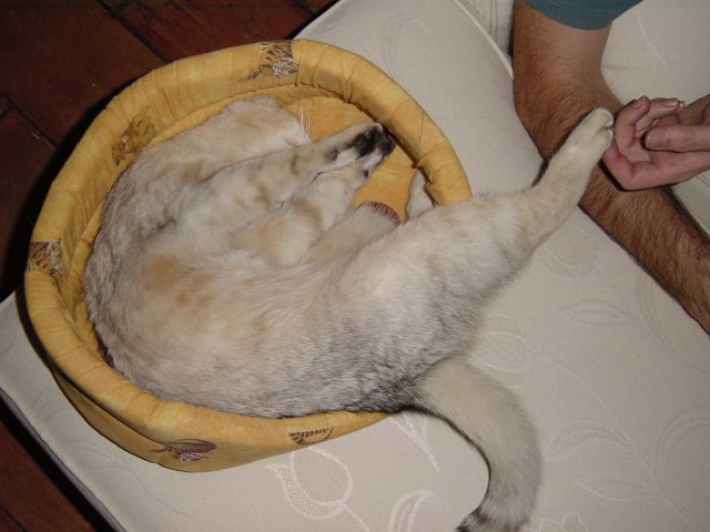 Emu in her basket with Steph tickling a paw