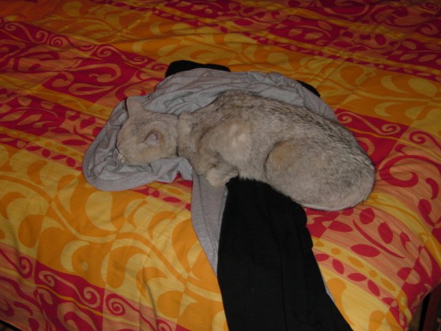 Emu sprawled on bed