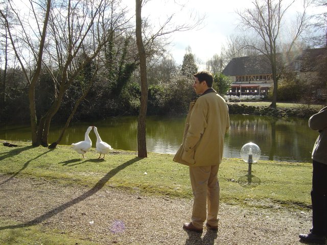 Franck emerveille' devant le spectacle de la nature: deux oies se bisouillant