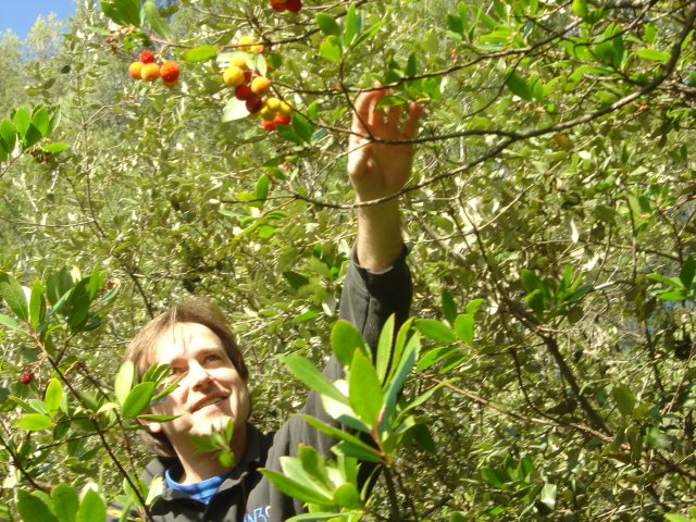 Yves plucking fruits from a tree 