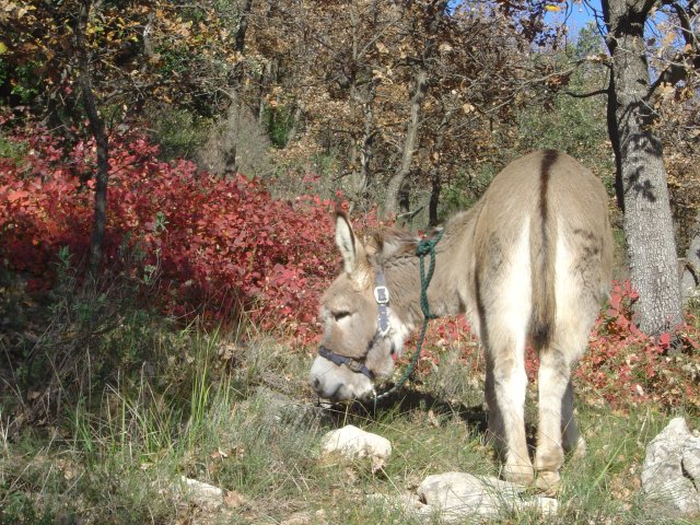 Madelon grazing in front of a red patch of leaves
