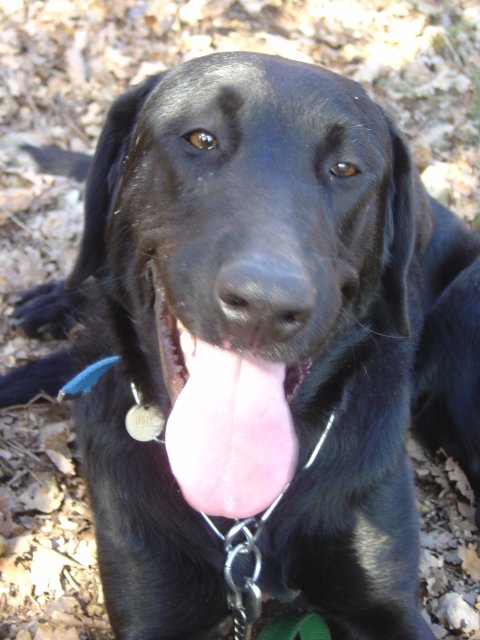 Close up of Urgo sticking tongue out