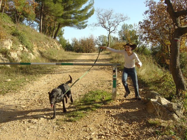 Alice wanted Unix to jump over the obstacle