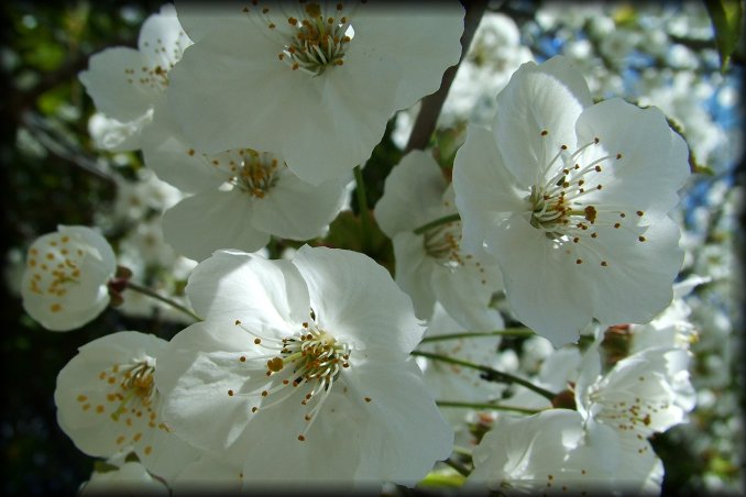 Macro of cherry blossom