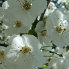 Macro of cherry blossom