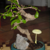 Champignon poussant a cote d'un bonsai