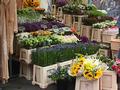 02-16-Adam_19may2000_at_AlbertCuypstraat_Market_flower_shop.JPG (640x480)