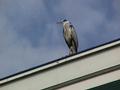 a heron near CWI
