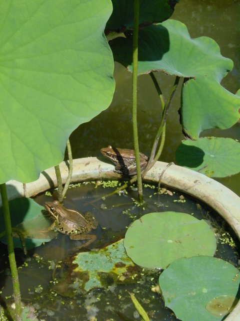 Frogs and water lily