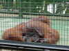 Sprawled ape