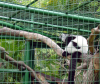 Monkey cage