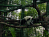 Monkey cage