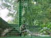 Monkey cage
