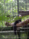 Monkey cage