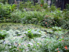Aquatic garden