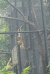 Monkey dangling and carrying its baby