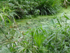 Aquatic garden looking like a swamp
