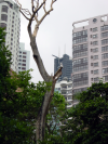 Parrot perched on a dead tree