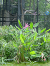 Plants in front of a monkey cage