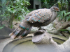 Peacock?