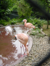 Flamingos
