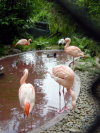 Flamingos