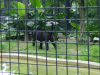 Black panther