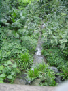 Cascade and plants