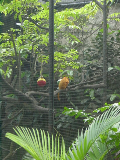 Monkey cage