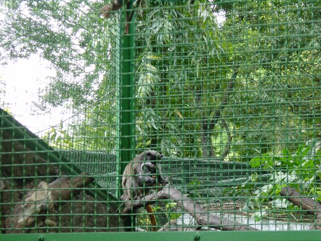 Monkey cage