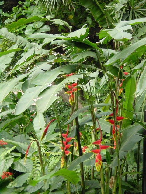 Plants and flowers