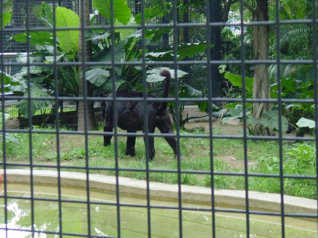 Black panther