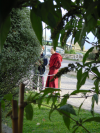 A monk through branches