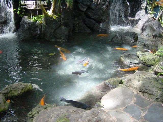 International Market Place, fish