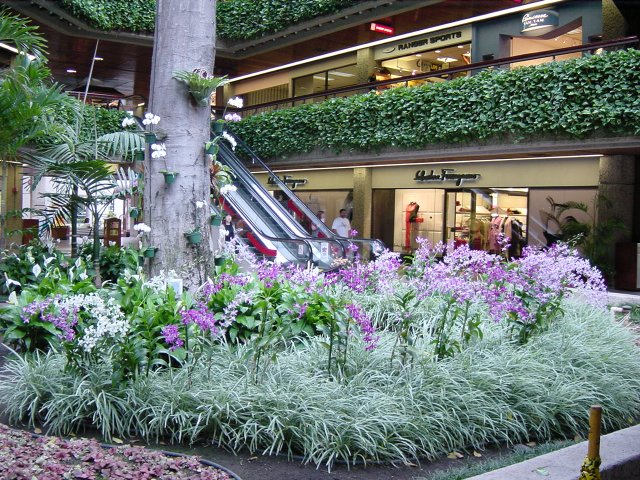 Orchids