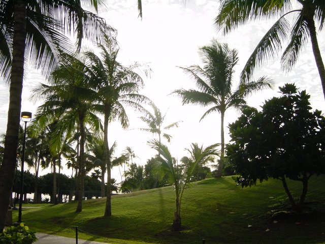 Sun caught in palm trees
