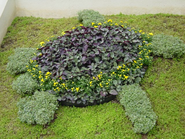 Low plants forming a turtle