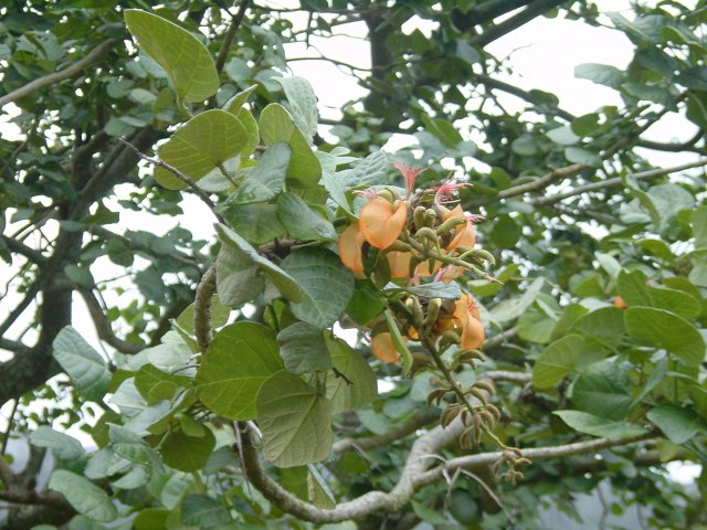 Flowers