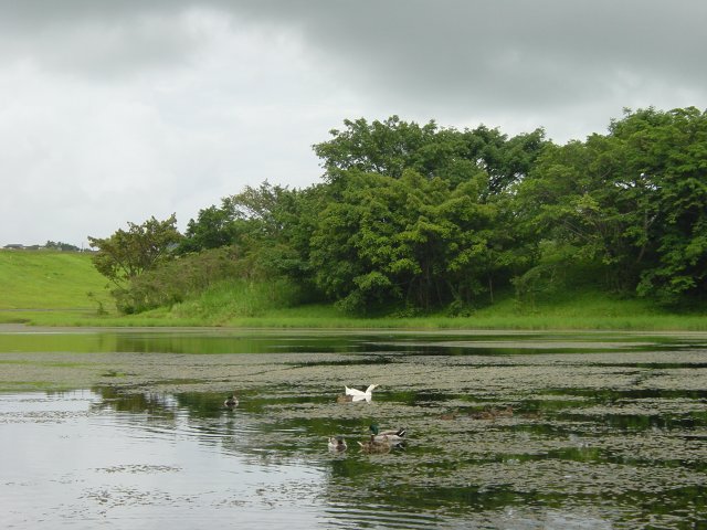 Lake with ducks