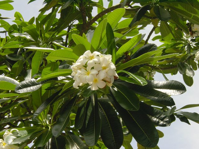 Flowers in a tree